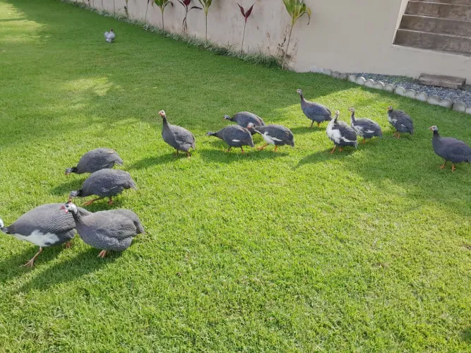 Galinhas de angola