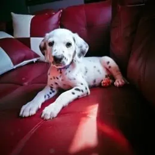 Dálmata,Dálmata Filhote Muito Amoroso e Dócil