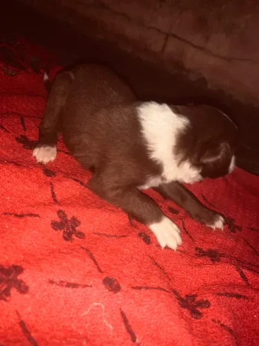 filhote de border collie
