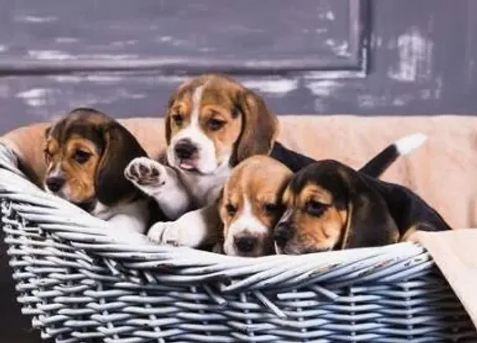 Beagle Filhotes Os Menores 13 Polegadas.