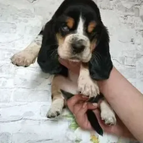 Basset Hound,Basset Hound Filhote Pronto Para Novo Lar
