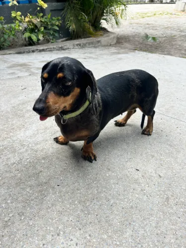 dachshund alecrim- Fêmea- Disponível para cruzamento