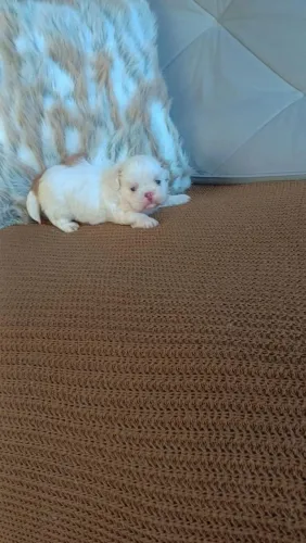Shih tzu disponíveis para reserva 