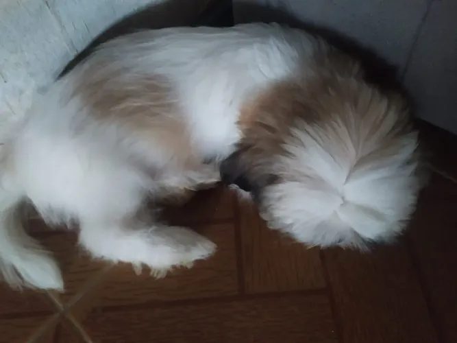 Vendo cachorro shih tzu macho 3 meses
