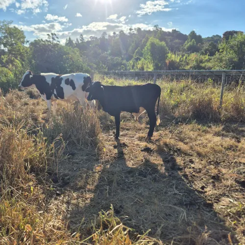 Garrotes e novilhas