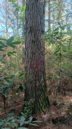 Compramos mato de pinus e eucalipto!