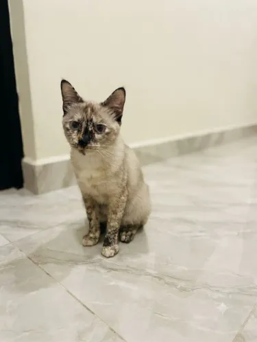 Doação de gatos criados dentro de casa, dóceis e amigos. Não adote, se não tem tempo!!!!