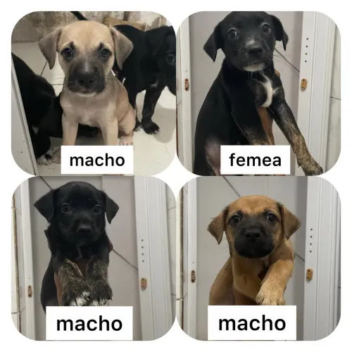 CACHORRINHOS PARA DOAÇÃO