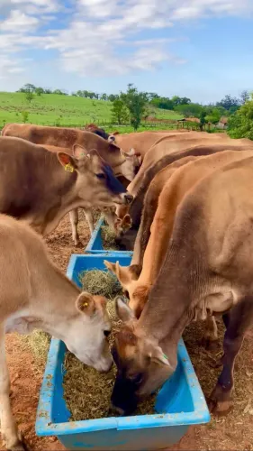 Vacas e Bezerras Jersey