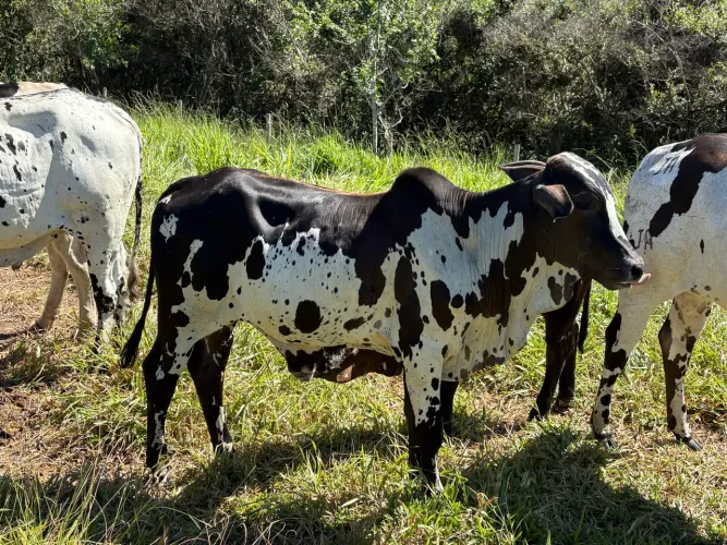 Tourinho Nelore pintado