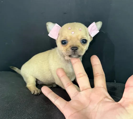 Chihuahua mini Pelo Curto Filhotinha fêmea ac cartão