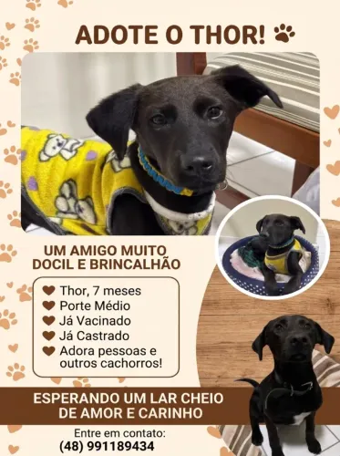 Adoação do Thor
