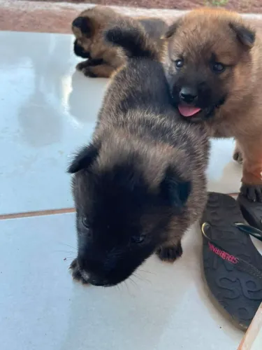 Vende se filhote de chow shepherd 