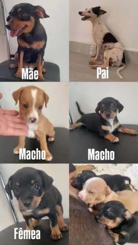Cachorro
