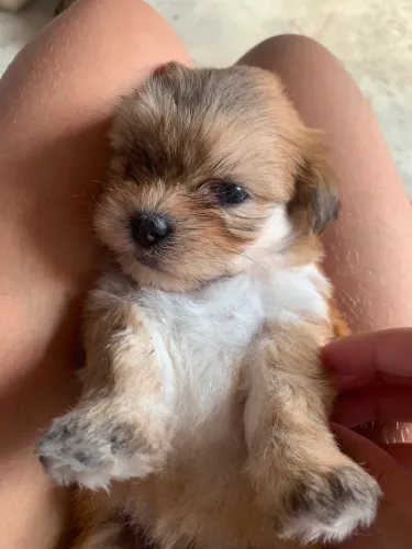 Lhasa apso