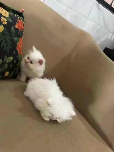 Gato Persa Himalaia