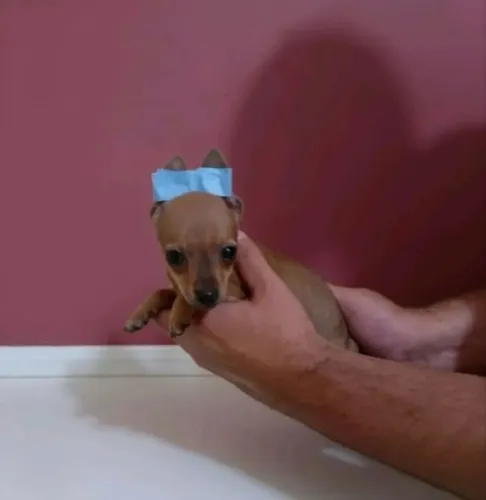 Pinscher caramelo e preto !!
