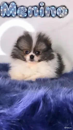 Machinho de Spitz Alemão Anão-Lulu da Pomerânia 