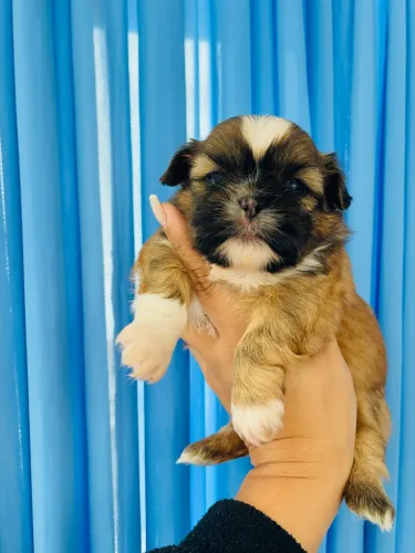 Macho de Shihtzu