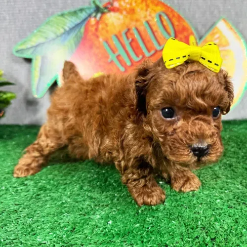Poodle Toy- Pelagem incrível disponível/ Chama no WhatsApp 