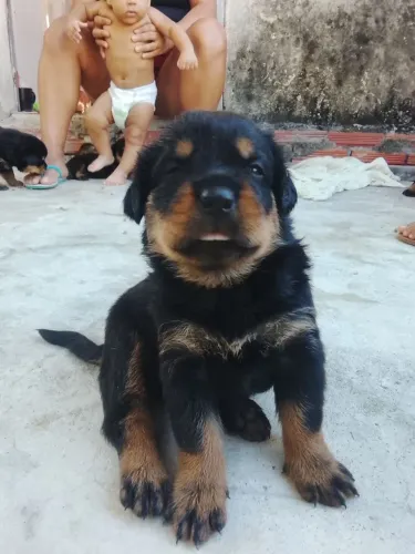 Filhote de rottweiler