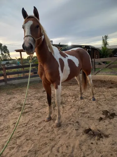 Égua Paint Horse 