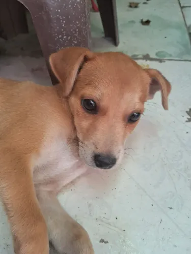 Doa-se essa cachorrhnha