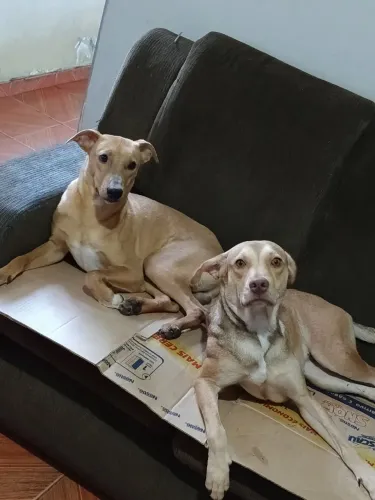 Doa-se esses dois filhotes 