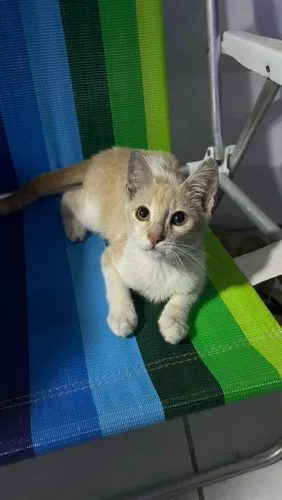 Lindo filhote macho para adoção