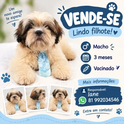 Shih Tzu 3 meses vacinado
