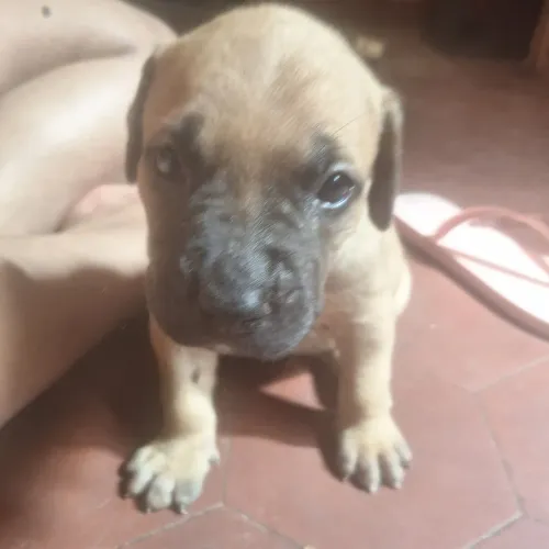 Filhotes pitbull 