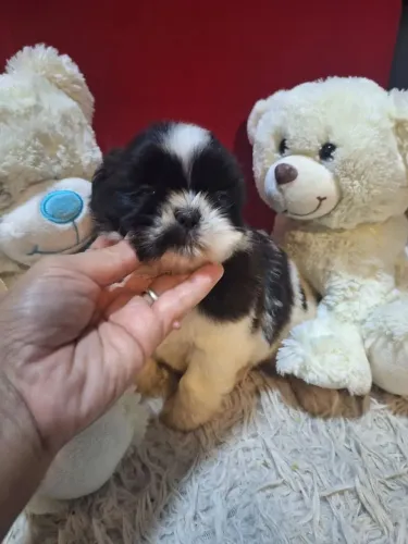 Shihtzu Um doguinho para deixar tudo mais leve
