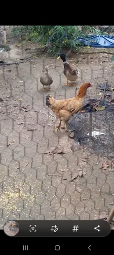 Casal marrecos rouen venda