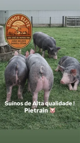 Suíno Porco Pietrain PO