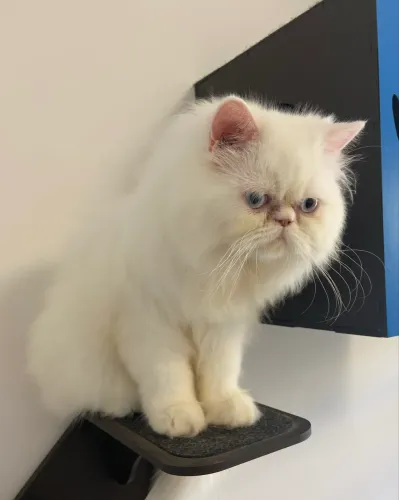 Filhotes de Gato Persa!!!