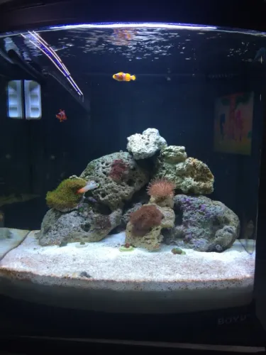 Aquário marinho boyu 120 litros com luminária e skimer 