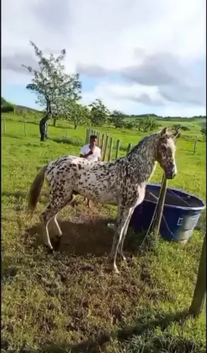 Potro apalloosa primeira muda.