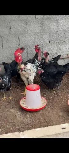 Galinha Balão sergipano 