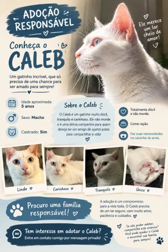 Adoção responsável desse gatinho! 