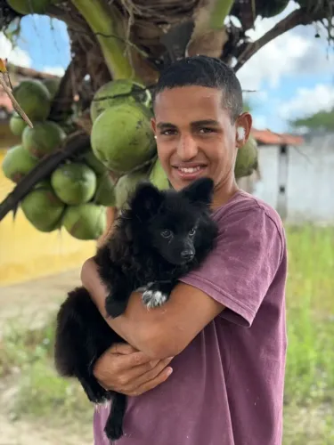 Sptiz alemão anão canil Barão