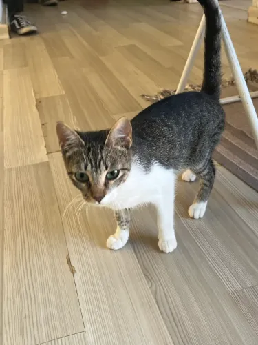 Gata fêmea