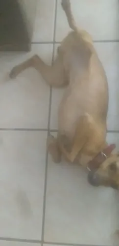 Vendo da raça pinscher pura macho por 400 faço 300 Pitoco *