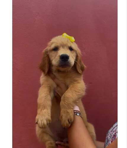 Golden Retriever