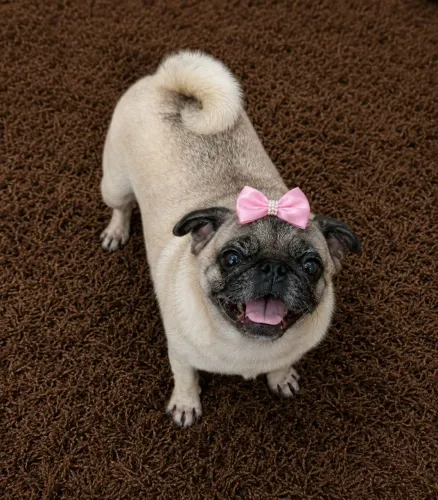 Linda pug femia adulta disponível não castrada 