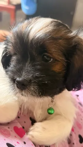 Filhote Shitzu 2 meses