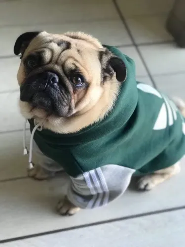 Roupas pet