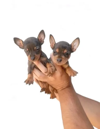 Pinscher merle