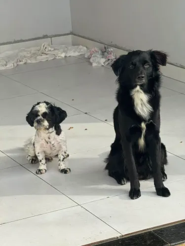Adoção cachorro 
