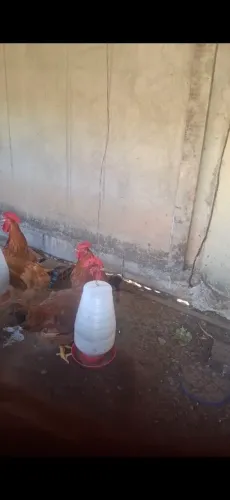Vendo frango vivo