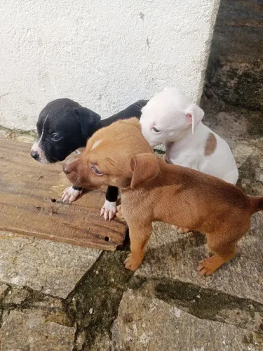 03 cachorrinhos raça pai Pitbull mãe Pitbull com pastor belga 2 machos e uma fêmea